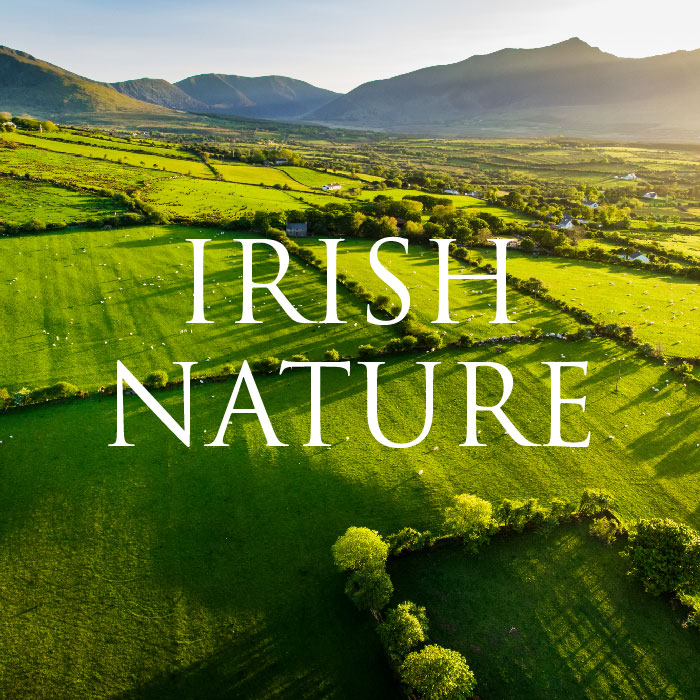 The words “Irish Nature” superimposed over a panorama of green pastures in Ireland with mountains in the background.